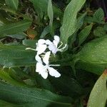 Hedychium coronariumFlower