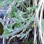 Achillea clavennae Frunză