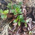 Polygonum cognatum Hoja