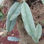 Bulbophyllum longiflorum Feuille