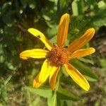 Heliopsis helianthoides花