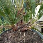 Washingtonia robusta পাতা