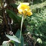Canna glauca Floare