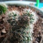 Mammillaria grahamii 葉