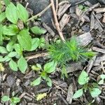 Mayaca fluviatilis Feuille