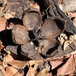 Khaya anthotheca Frukto