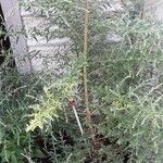 Aloysia gratissima Yaprak