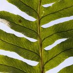 Polypodium interjectum ഇല