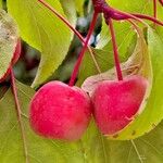 Malus hupehensis Frucht