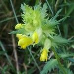 Rhinanthus major Квітка