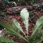 Pausandra trianae Yaprak