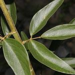 Desmodium cajanifolium Leaf