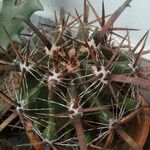 Ferocactus herrerae Foglia