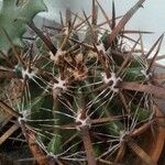 Ferocactus herrerae Hostoa