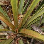 Bromelia pinguin Leht