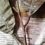Micropholis crotonoides Hoja