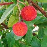 Arbutus unedoपत्ता