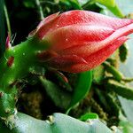 Disocactus ackermannii Blomst