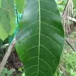Anacardium excelsum Leaf