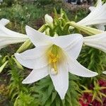Lilium longiflorum Blüte