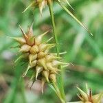 Carex flava Bloem