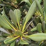 Myodocarpus crassifolius Hoja