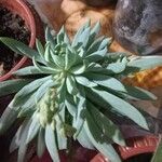 Dudleya edulis Yaprak