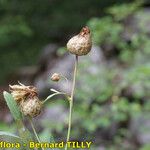 Rhaponticoides alpina Fruit