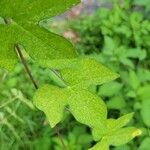 Ipomoea cordatotriloba Leaf