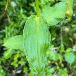 Tinantia erecta Blatt