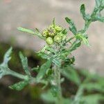 Senecio sylvaticus Kukka