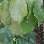 Parrotia persica 葉