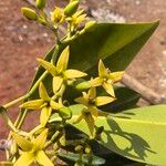 Rhizophora racemosa Цвят