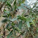 Eucalyptus parvula Hoja