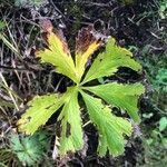 Trollius altaicus Leaf