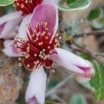 Feijoa sellowiana Květ