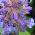 Penstemon procerus Fula