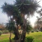 Yucca gigantea Bark