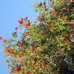 Callistemon viminalis Outro