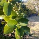 Cordia myxa برگ