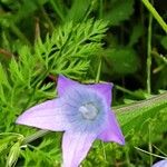 Campanula patula Flower