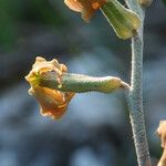 Matthiola fruticulosa Kvet