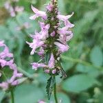 Betonica officinalis Flower