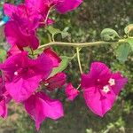 Bougainvillea × buttiana