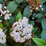 Viburnum rugosum 花