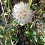 Picris hieracioides Fruit