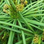 Sciadopitys verticillata Likasa