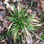 Brachypodium sylvaticum Folha