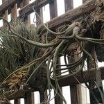 Tillandsia pseudobaileyi Hoja