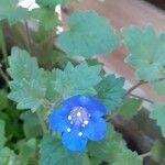 Phacelia campanularia Çiçek